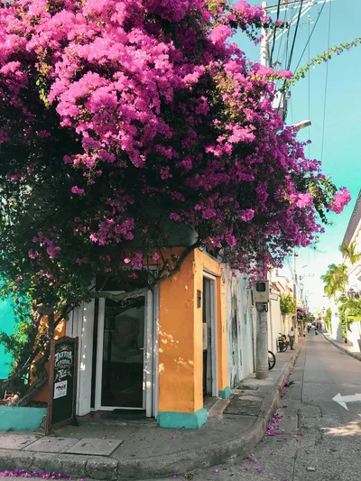 Colorful Cartagena street scene featuring vibrant bougainvillea and quaint architecture.